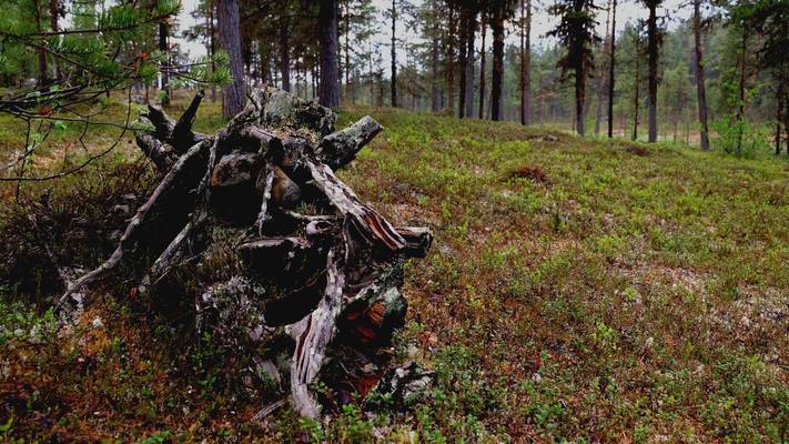 Forest-Finland