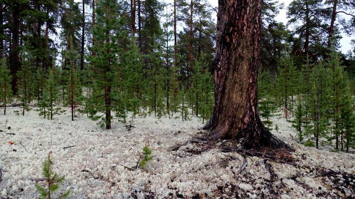 Flechten-wie-Schnee-Finnland
