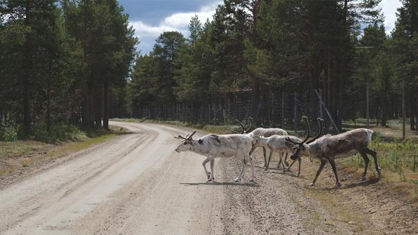 Reindeer in Lapland