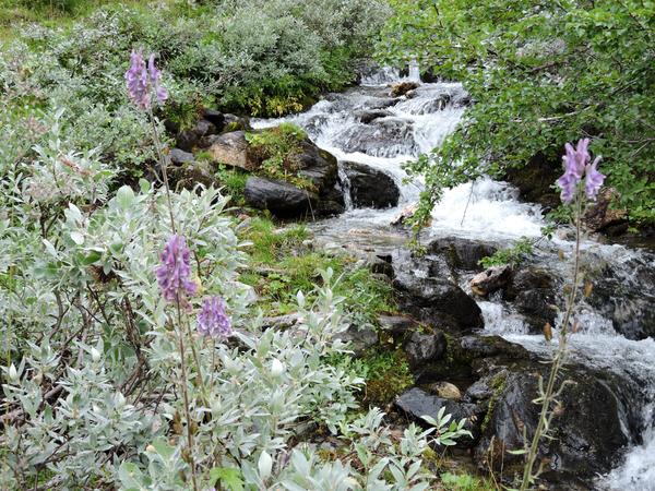 Fluss