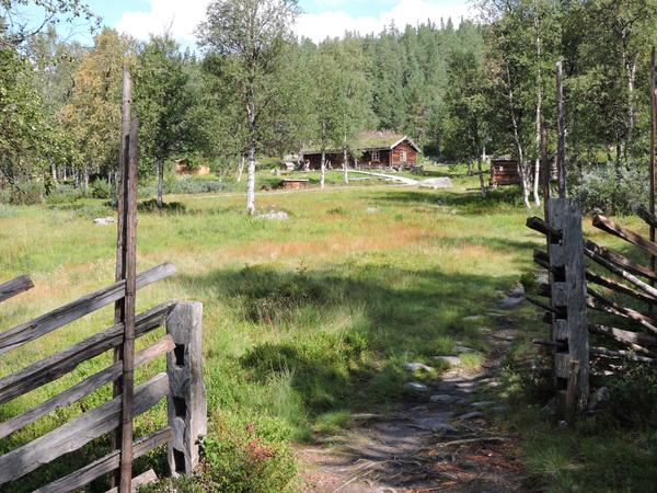 Alte Sommerweide