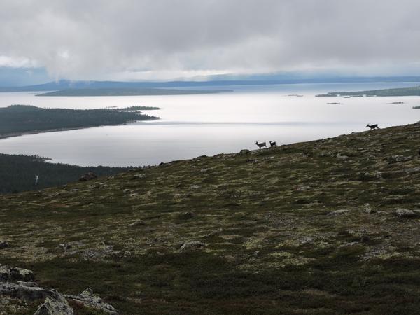 Rentiere Seenlandschaft